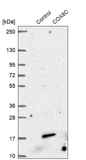 Merck Anti-COX8C antibody produced in rabbit