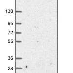 Merck Anti-COX8C antibody produced in rabbit