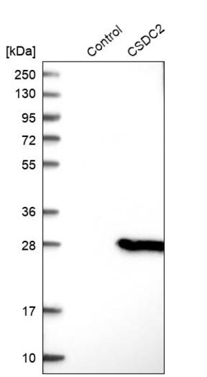 Merck Anti-CSDC2 antibody produced in rabbit