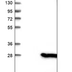 Merck Anti-CSDC2 antibody produced in rabbit