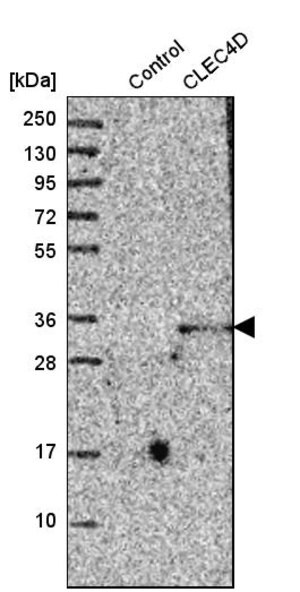 Merck Anti-CLEC4D antibody produced in rabbit