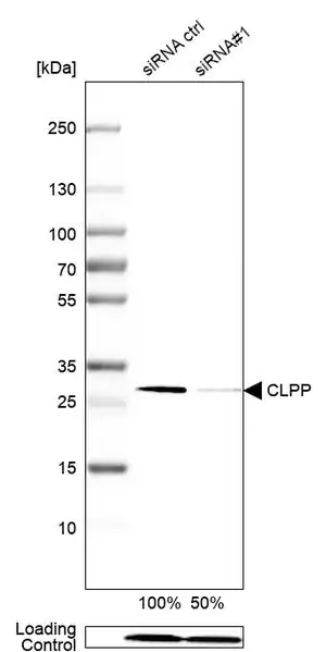 Merck Anti-CLPP antibody produced in rabbit
