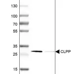 Merck Anti-CLPP antibody produced in rabbit