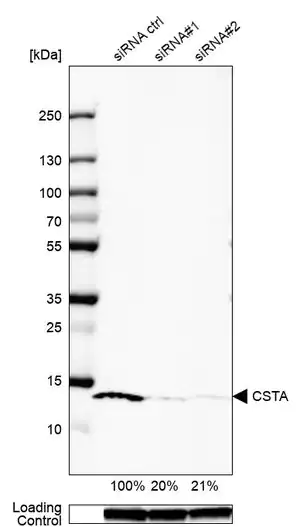Merck Anti-CSTA antibody produced in rabbit