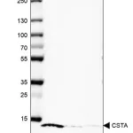 Merck Anti-CSTA antibody produced in rabbit