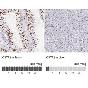 Merck Anti-CSTF2 antibody produced in rabbit