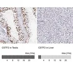Merck Anti-CSTF2 antibody produced in rabbit