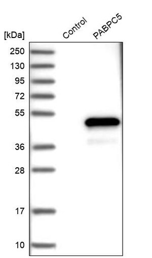 Merck Anti-PABPC5 antibody produced in rabbit