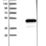 Merck Anti-PABPC5 antibody produced in rabbit