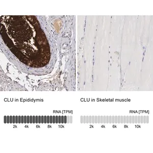 Merck Anti-CLU antibody produced in rabbit