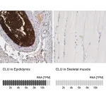 Merck Anti-CLU antibody produced in rabbit