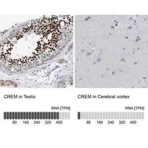 Merck Anti-CREM antibody produced in rabbit