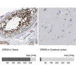 Merck Anti-CREM antibody produced in rabbit