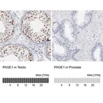 Merck Anti-PAGE1 antibody produced in rabbit