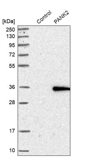 Merck Anti-PANK2 antibody produced in rabbit