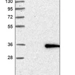 Merck Anti-PANK2 antibody produced in rabbit