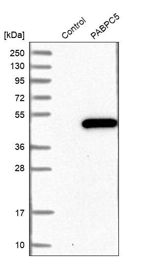 Merck Anti-PABPC5 antibody produced in rabbit