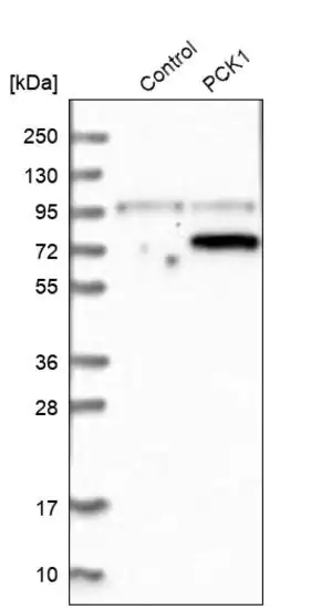 Merck Anti-PCK1 antibody produced in rabbit