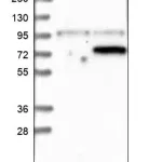 Merck Anti-PCK1 antibody produced in rabbit