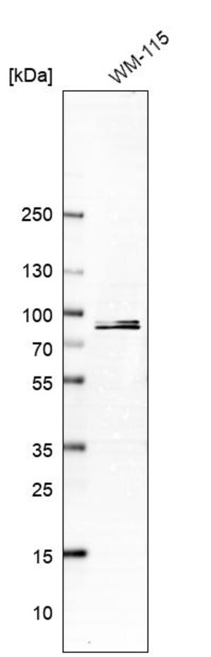 Merck Anti-PCDHB15 antibody produced in rabbit