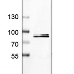 Merck Anti-PCDHB15 antibody produced in rabbit