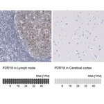 Merck Anti-P2RY8 antibody produced in rabbit