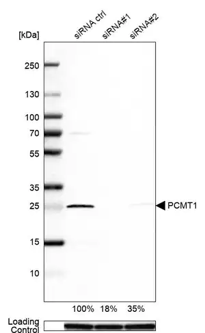 Merck Anti-PCMT1 antibody produced in rabbit