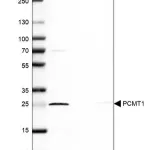 Merck Anti-PCMT1 antibody produced in rabbit
