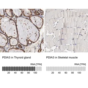 Merck Anti-PDIA3 antibody produced in rabbit