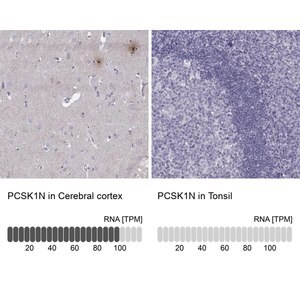 Merck Anti-PCSK1N antibody produced in rabbit