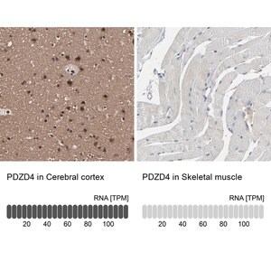 Merck Anti-PDZD4 antibody produced in rabbit