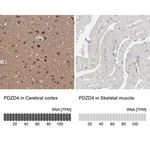Merck Anti-PDZD4 antibody produced in rabbit