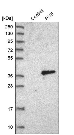 Merck Anti-PI15 antibody produced in rabbit