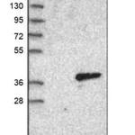 Merck Anti-PI15 antibody produced in rabbit