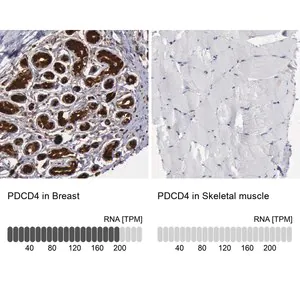 Merck Anti-PDCD4 antibody produced in rabbit