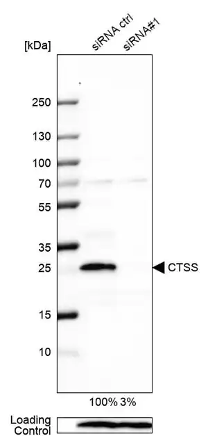 Merck Anti-CTSS antibody produced in rabbit
