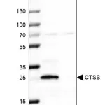 Merck Anti-CTSS antibody produced in rabbit