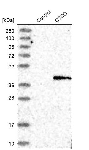 Merck Anti-CTSO antibody produced in rabbit