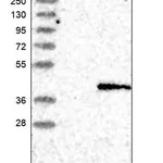 Merck Anti-CTSO antibody produced in rabbit