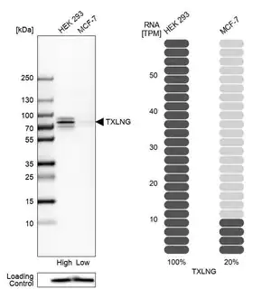 Merck ANTI-TXLNG antibody produced in rabbit