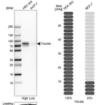 Merck ANTI-TXLNG antibody produced in rabbit