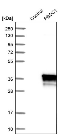 Merck Anti-PBDC1 antibody produced in rabbit