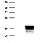 Merck Anti-PBDC1 antibody produced in rabbit