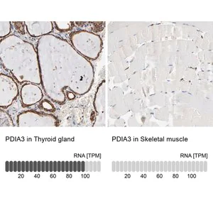 Merck Anti-PDIA3 antibody produced in rabbit