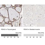 Merck Anti-PDIA3 antibody produced in rabbit