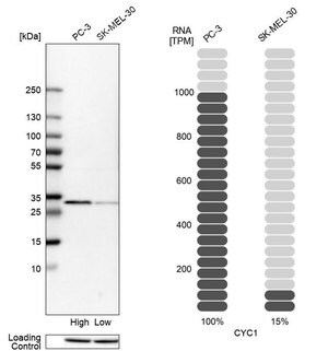 Merck Anti-CYC1 antibody produced in rabbit