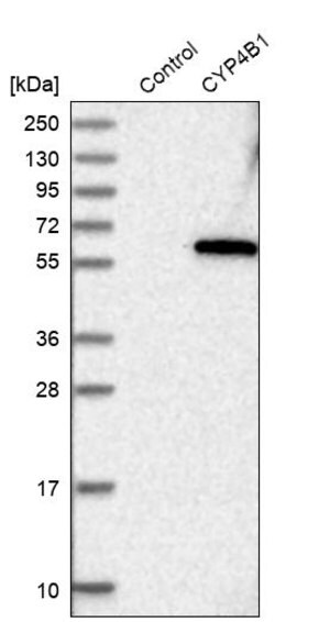 Merck Anti-CYP4B1 antibody produced in rabbit