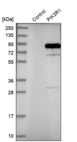 Merck Anti-PIK3R1 antibody produced in rabbit