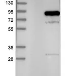 Merck Anti-PIK3R1 antibody produced in rabbit