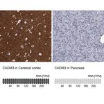 Merck Anti-CADM3 antibody produced in rabbit